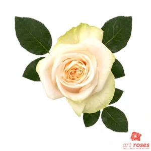 ArtRoses-Garden-Spirit