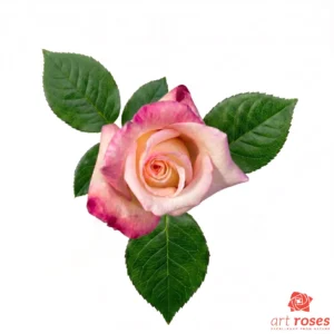 ArtRoses-Anna