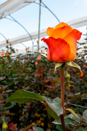 ArtRoses-Premium-roses ArtRoses-Premium-roses