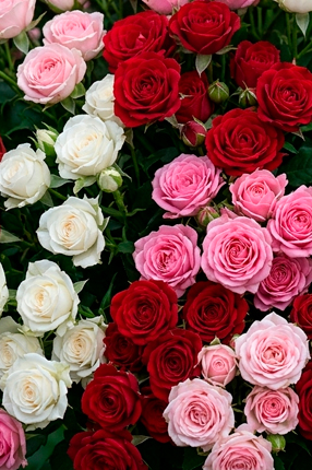 ArtRoses-Spray-roses