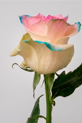 ArtRoses-Tinted-roses