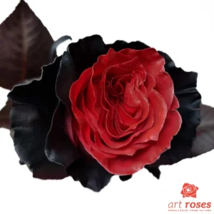 ArtRoses_tinted008