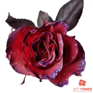 ArtRoses_tinted012