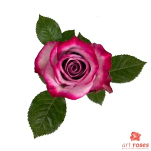 ArtRoses-Deep-Purple