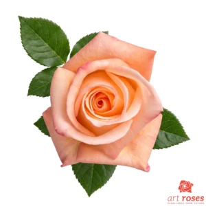 ArtRoses-Engagement