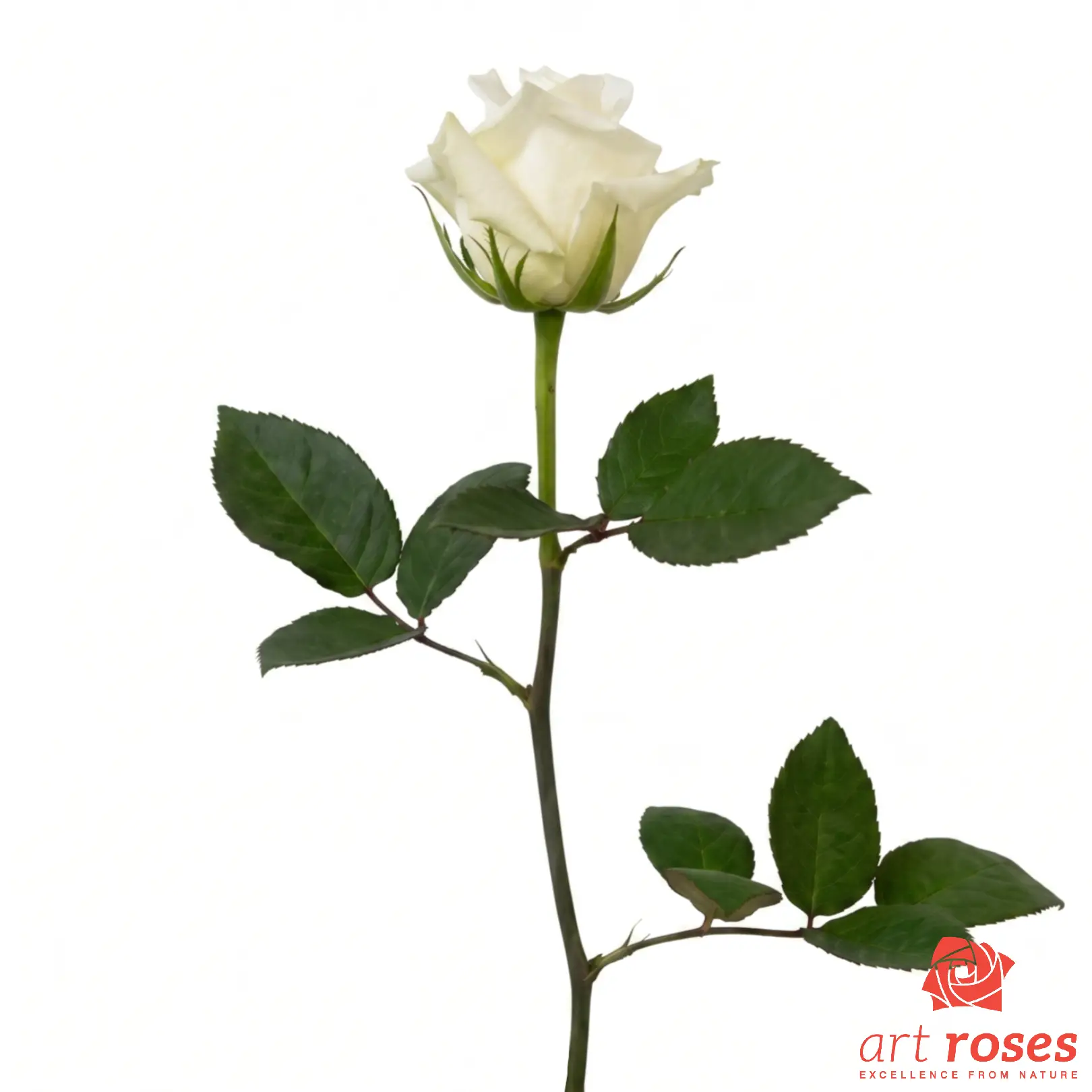 ArtRoses-Escimo_f