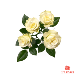ArtRoses-Floreana