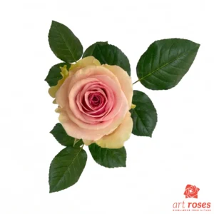 ArtRoses-Gerladine