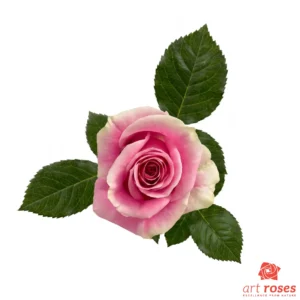 ArtRoses-Rosita-Vendela