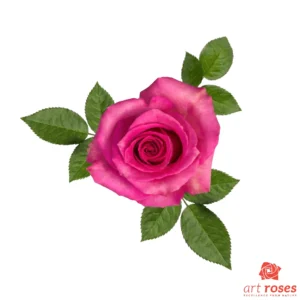 ArtRoses-Sweet-Memory