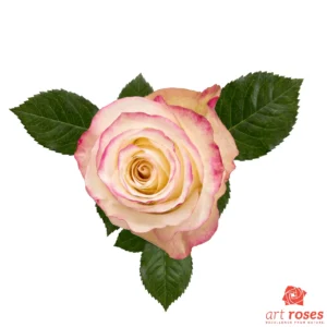 ArtRoses-Sweetness